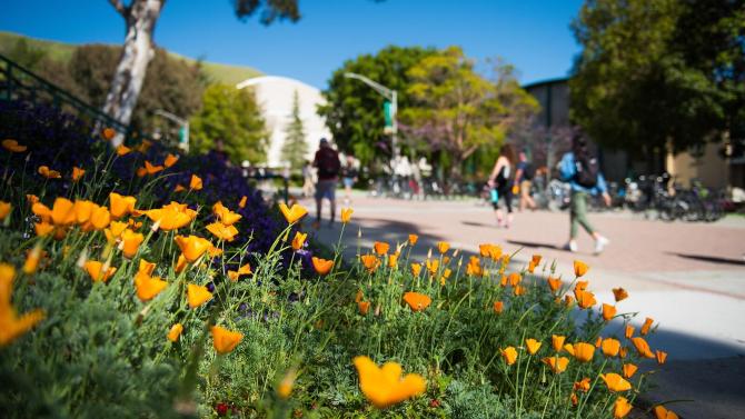 California Poppies blooming along Mustang Way on the Cal Poly campus