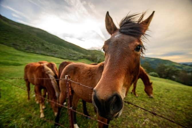 Horses on green Cal Poly hills, wind in their manes