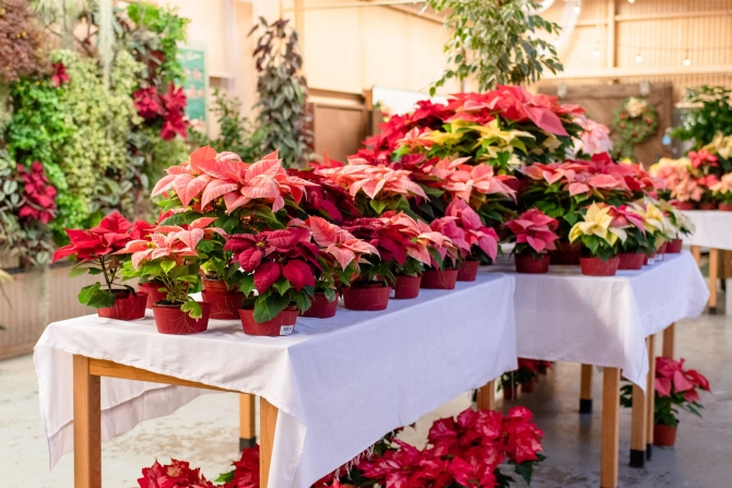 Poinsettia plants cover a table and floor at a past campus plant sale