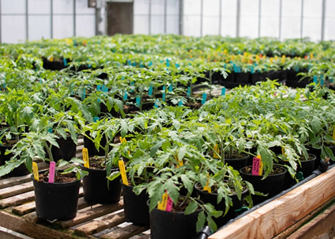 Scores of tomato plants in gallon-size plastic containers line growing planks in a Cal Poly greenhouse