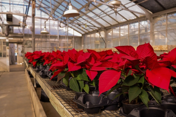 Students have cultivated a poinsettia crop in the Poly Plant Shop greenhouses